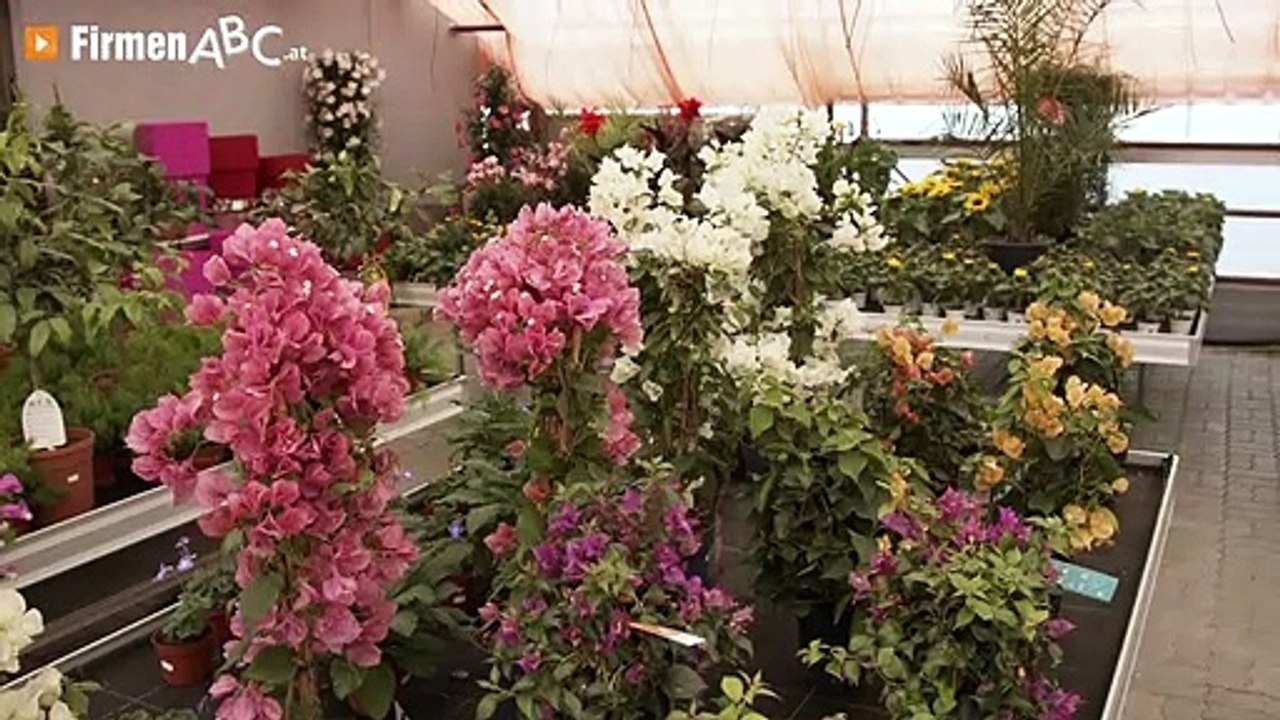 Wega Flora – Die Blumenwerkstatt in Tamsweg: Ihre Gärtnerei mit Pflanzen für Haus und Garten