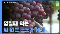 껍질째 먹는, 씨 없는 포도가 대세...주목 받는 삼총사 / YTN