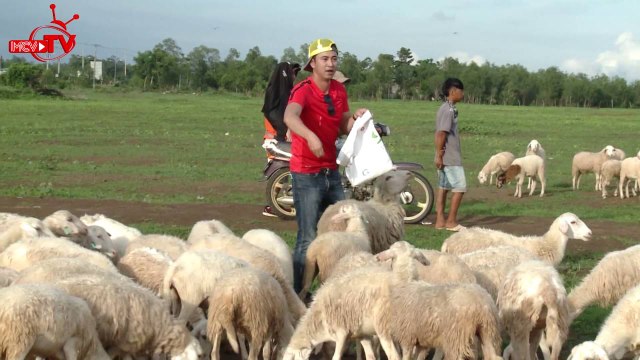 Xem người đẹp Ny Saki tung tăng lùa cừu trên cánh đồng lộng gió.