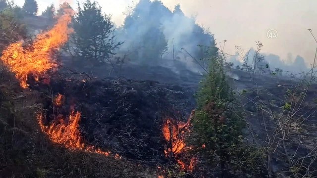 Kandıra'da ormanlık alanda çıkan yangına müdahale ediliyor - KOCAELİ