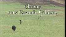 Chasse (Chiens aux grands gibiers)
