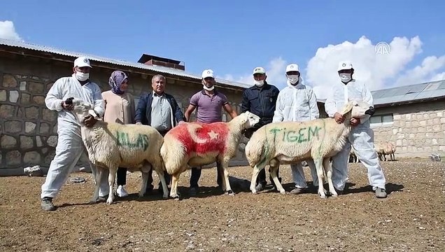 Kangal Akkaraman koyun üretim merkezinde koç katım etkinliği - SİVAS