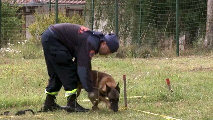 كلاب من البوسنة تكشف الألغام وتنقذ الأرواح في دول عدة بينها لبنان والعراق والصومال