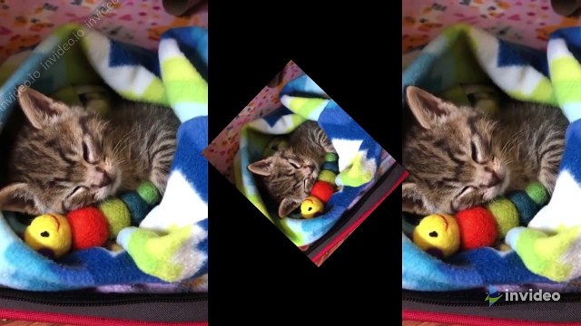 Baby Cats - Cute and Funny Cat Videos Compilation #1| Funny Cats and Kittens Meowing Compilation