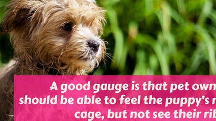 Step by step instructions to Feed My Maltipoo puppy