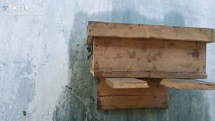 Budidaya lebah kelulut#belajar#