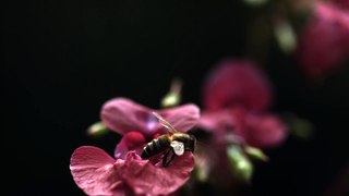 Have you seen bees pollinate flowers and make nectar?