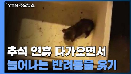 "나를 버리지 마세요" 추석 연휴 늘어나는 반려동물 유기...대책은? / YTN