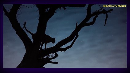 Sombra de noche-Luna llena