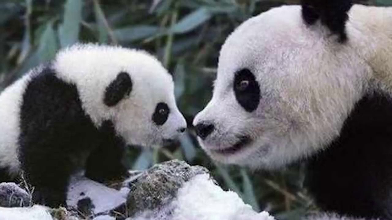 Try Not To Laugh Funniest Panda Videos Ever