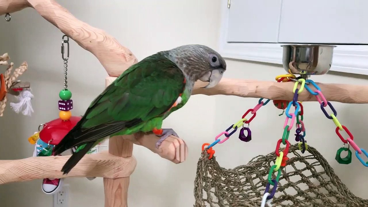 Getting Another Parrot Good Idea or Not video Dailymotion