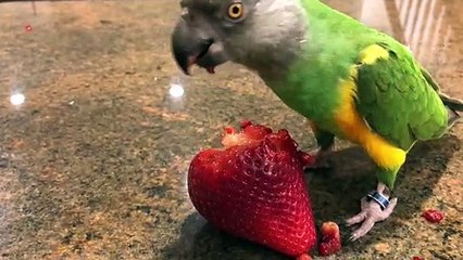 Kili Senegal Parrot VS Giant Strawberry