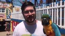 Rachel Blue & Gold Macaw - Coney Island Live Stream Announcement