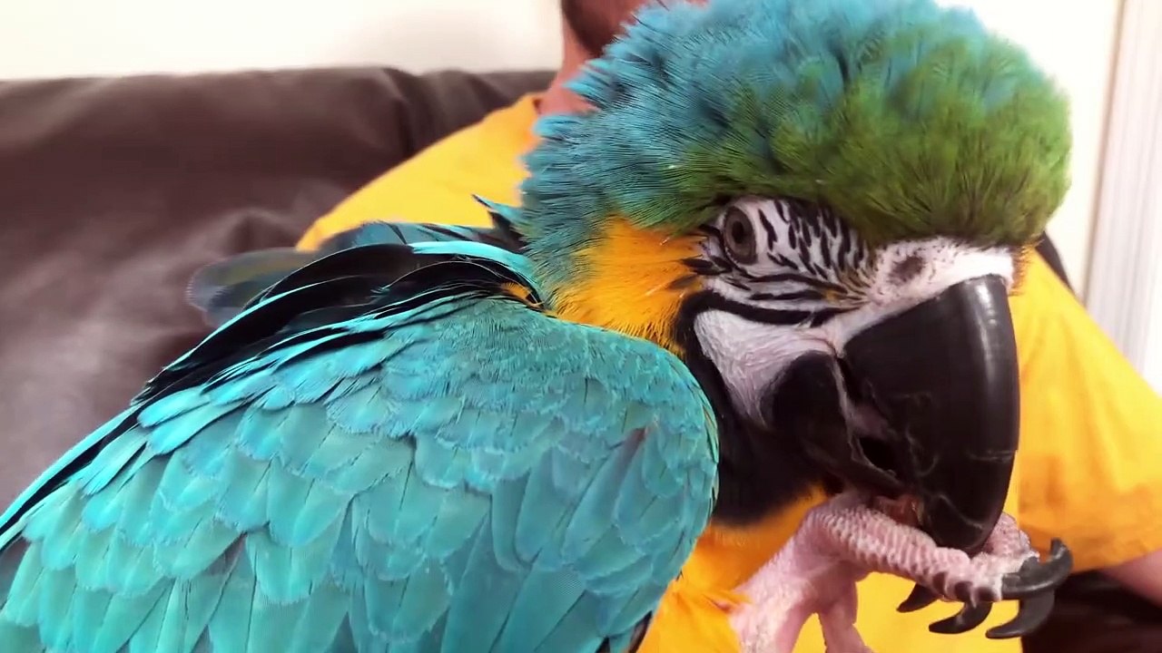 What Age to Get a Parrot