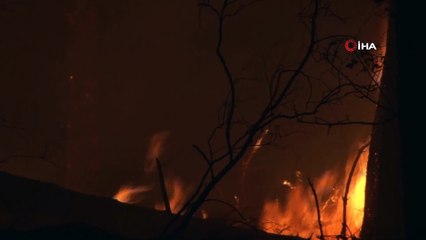 Pendik'te orman yangını
