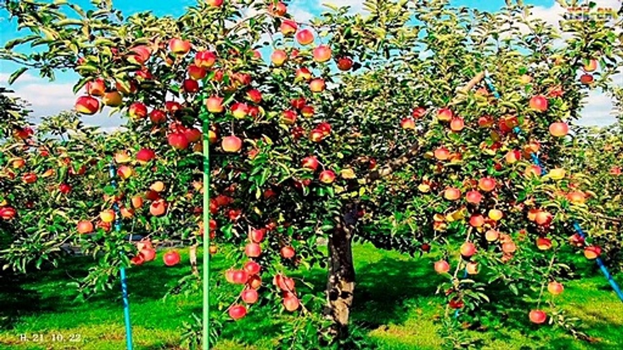 WOW! Amazing Agriculture Technology - Apple