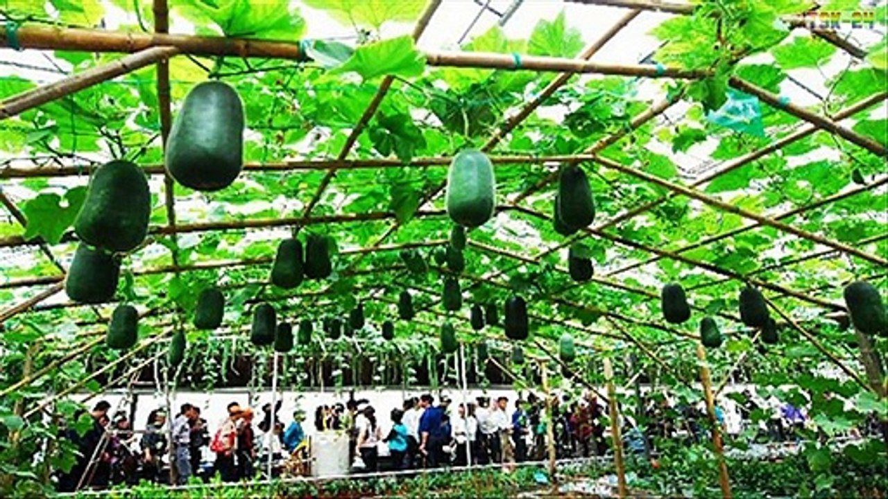 WOW! World’s Strangest Fruits - That Look Like Aliens