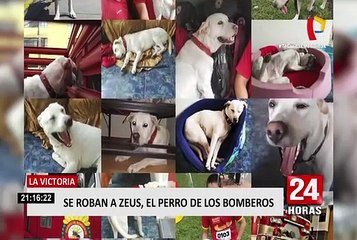 La Victoria: se roban a ‘Zeus’, perro de la compañía de bomberos