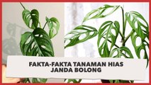 Lagi Viral, Ini Fakta-fakta Tanaman Hias Janda Bolong