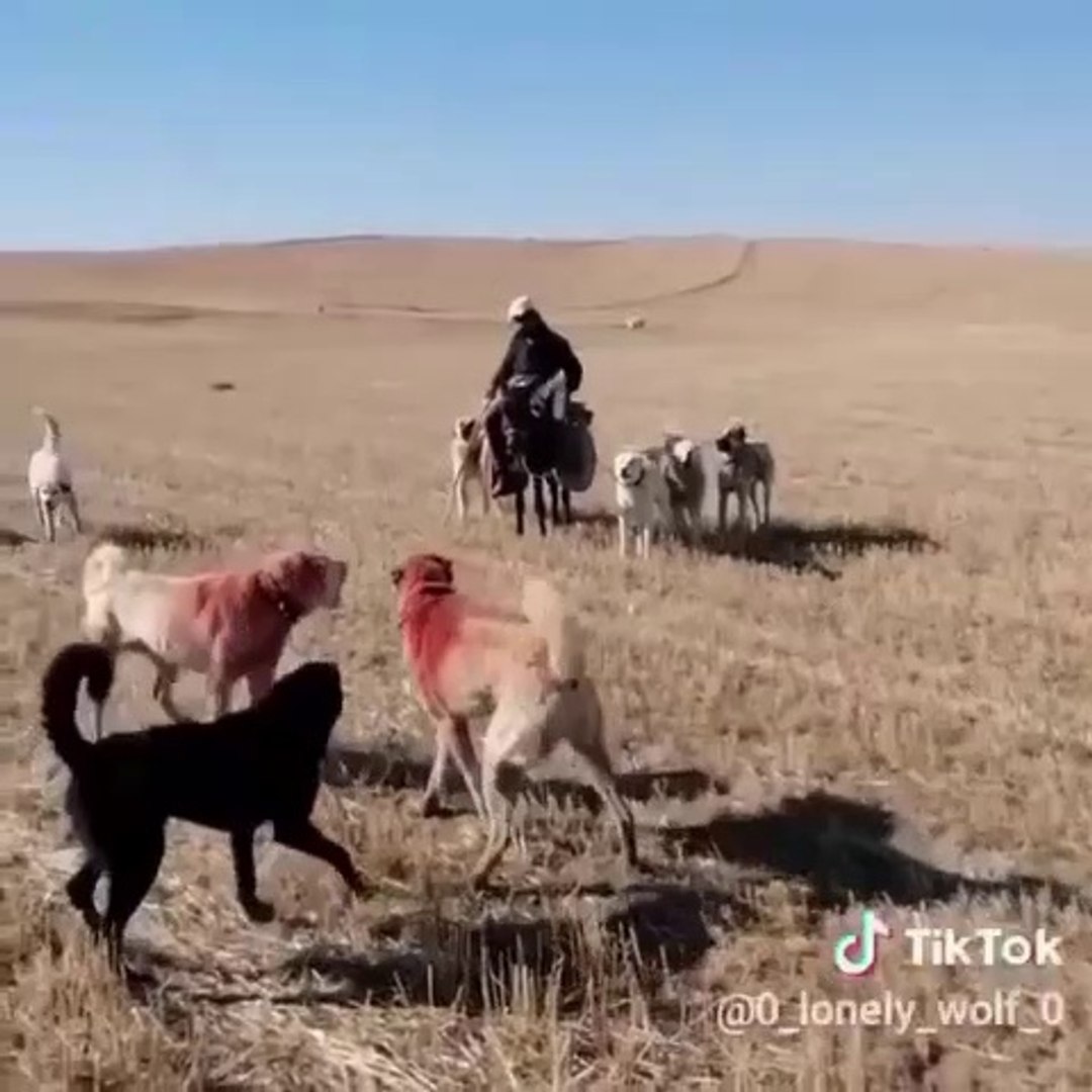 MEKANIN SAHiBi KANGAL KOPEKLERi MERADA KARSILASIRSA - KANGAL SHEPHERD DOG and SHEPHERD DOG ENCOUNTER