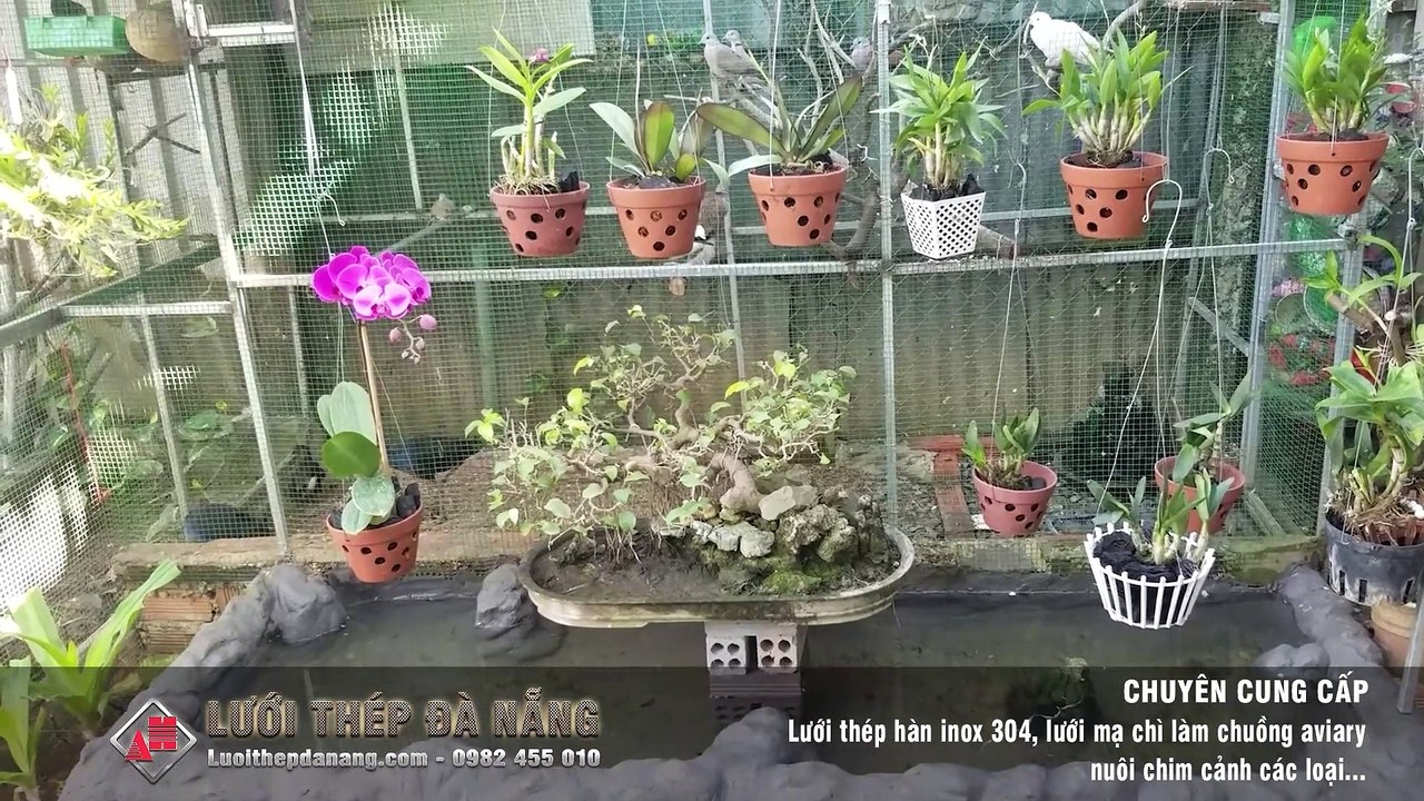 Lưới thép làm chuồng Aviary đẹp