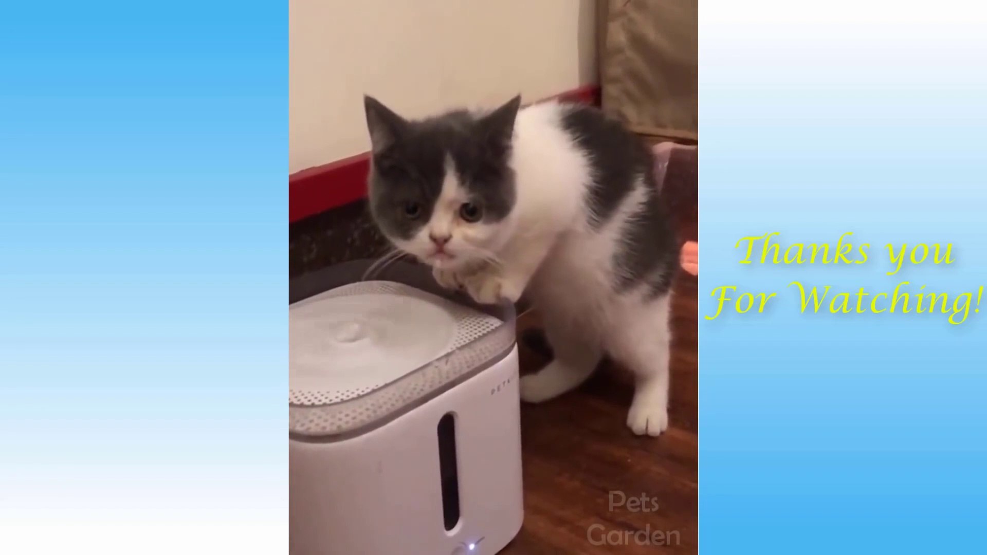 ⁣Cute Pets And Funny Animals Compilation - Pets Garden