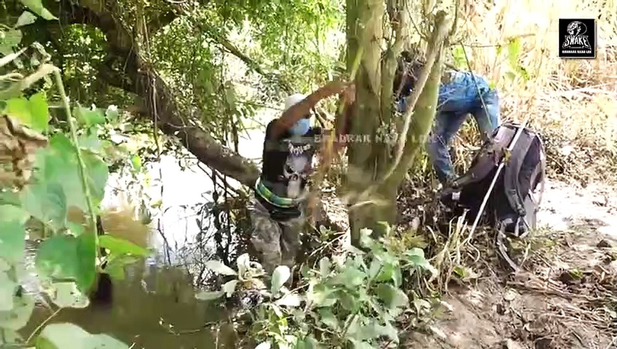 India King Cobra Rescue and Release| odishe