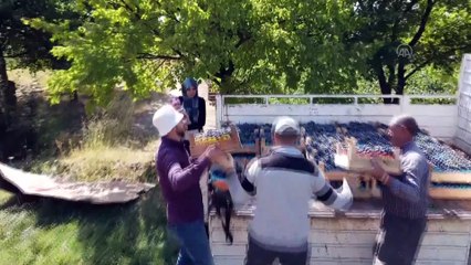 Erzincan bağlarında 'Cimin üzümü' bereketi