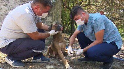 Yangında yaralanan 'Minnoş' sahibine kavuştu