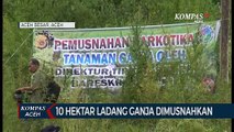 10 Hektar Ladang Ganja di Musnahkan