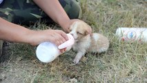 Oyun oynarken buldukları yavru köpekleri harçlıklarıyla süt alarak besliyorlar