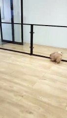 Cute puppy plaing