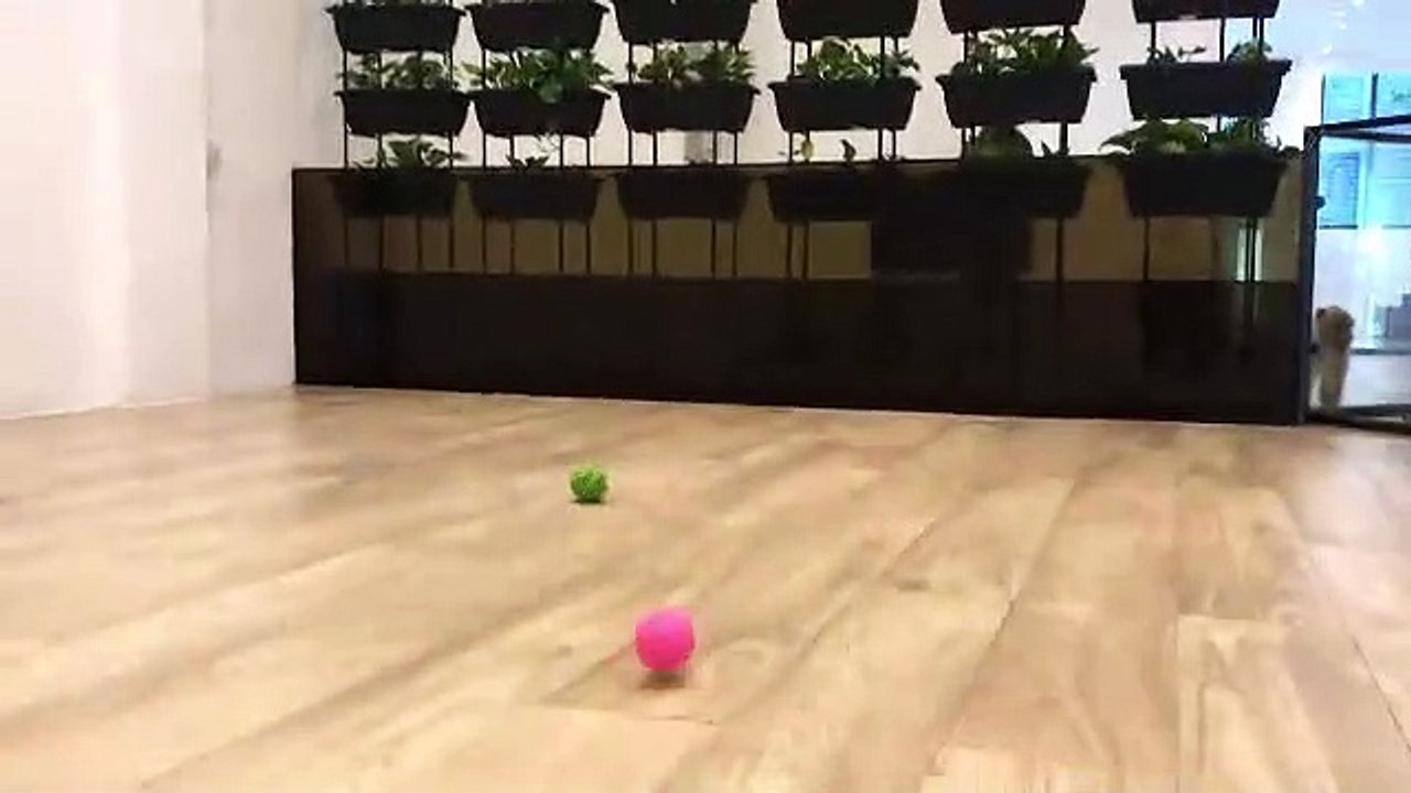 playing puppy!