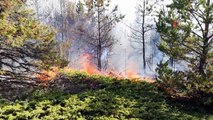 Tokat’ta orman yangını, ekiplerin müdahalesi sürüyor