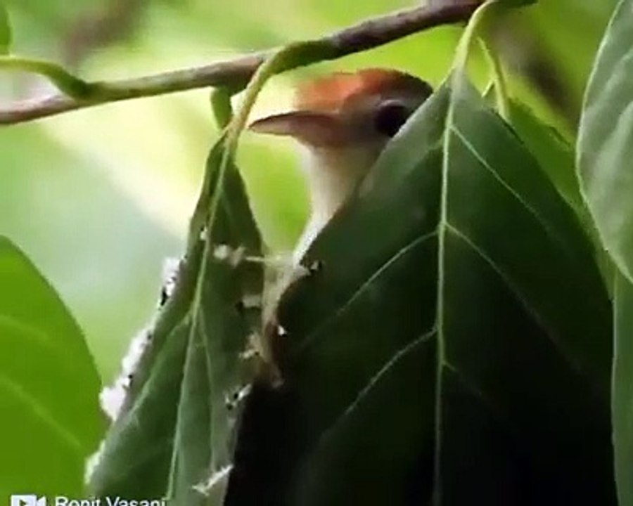 Oiseau_couturier_