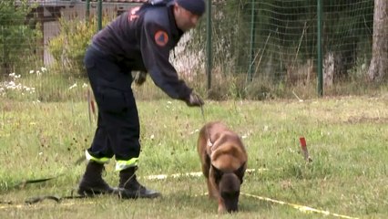 Des chiens démineurs de Bosnie sur les fronts du monde entier
