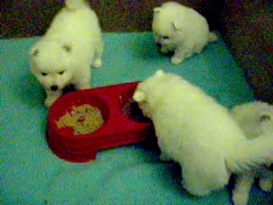 le repas du soir