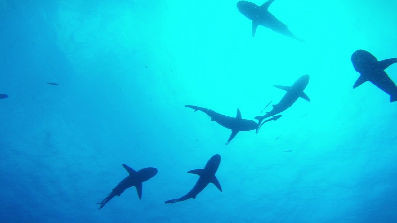 Coronavirus Vaccine Could Result In Shark Deaths