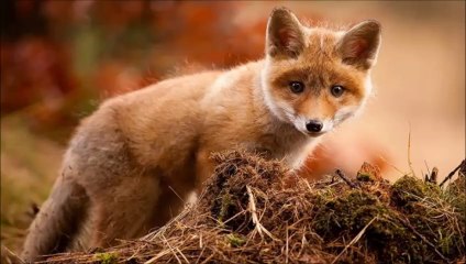 Zorros (Vulpes vulpes)