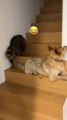 Cat Sneaks Behind Dog While Descending Stairs