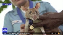 [이슈톡] 지뢰 찾아 사람 생명 구한 용감한 '쥐'