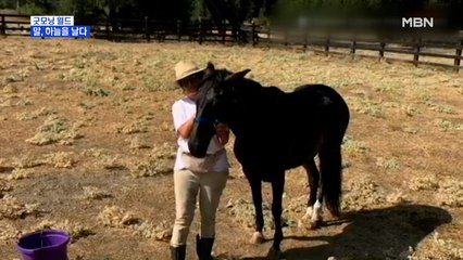 [굿모닝월드] 말, 하늘을 날다
