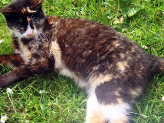 Slideshow Adopted Cats from 4 generations