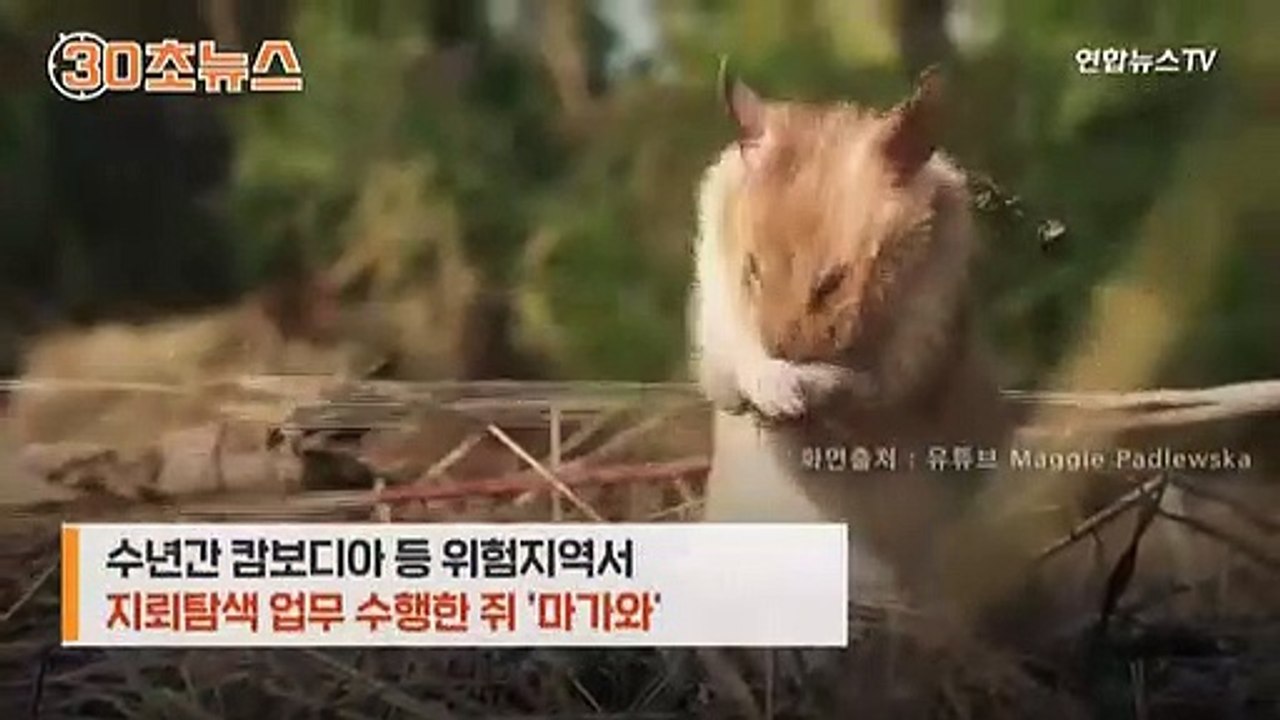[30초뉴스] 지뢰 찾아 사람 생명 구한 쥐, 용감한 동물상 받아