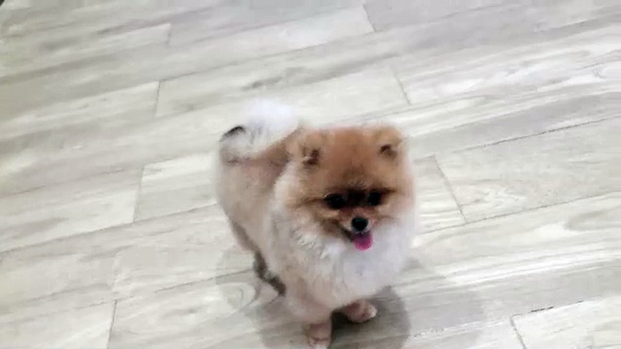 Playing puppy