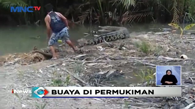 Kemunculan Buaya Muara Cemaskan Warga Pangkalpinang