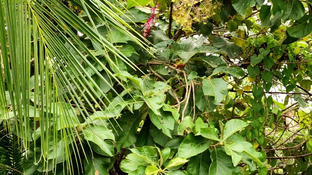 Shalik Pakhi {Bird} IICommon Myna II Indian myna II (Acridotheres tristis)