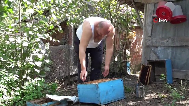 Ordulu çılgın arıcı, gömleğini çıkarıp arıların arasına daldı