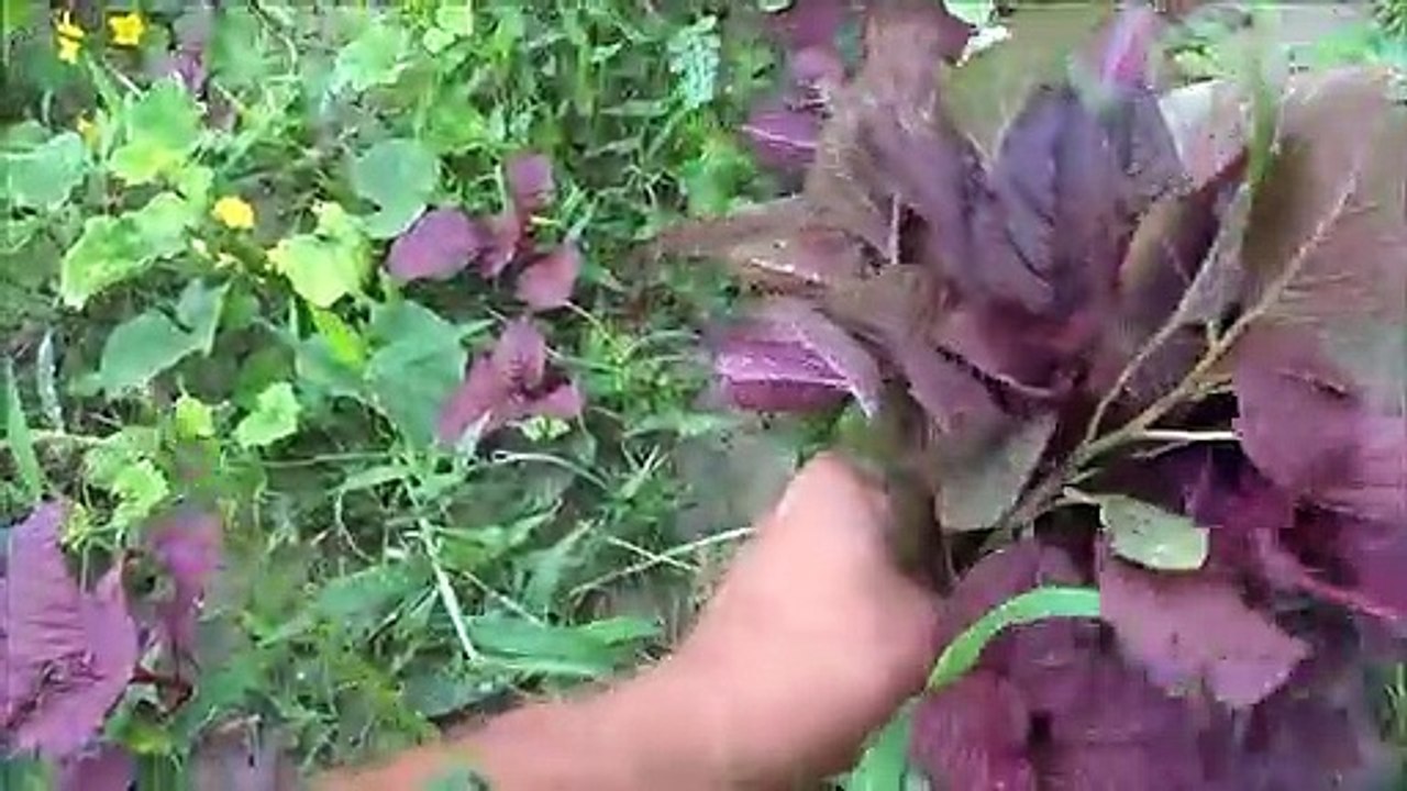 आलू और लाल साग की सब्जी बनाने की विधि || स्वादिष्ट लाल चौलाई साग बनाने की विधि - रक्त की कमी को दूर करने वाली साग