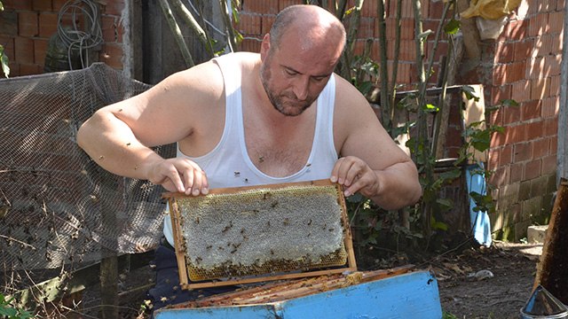 Ordulu çılgın arıcı, gömleğini çıkarıp arıların arasına daldı